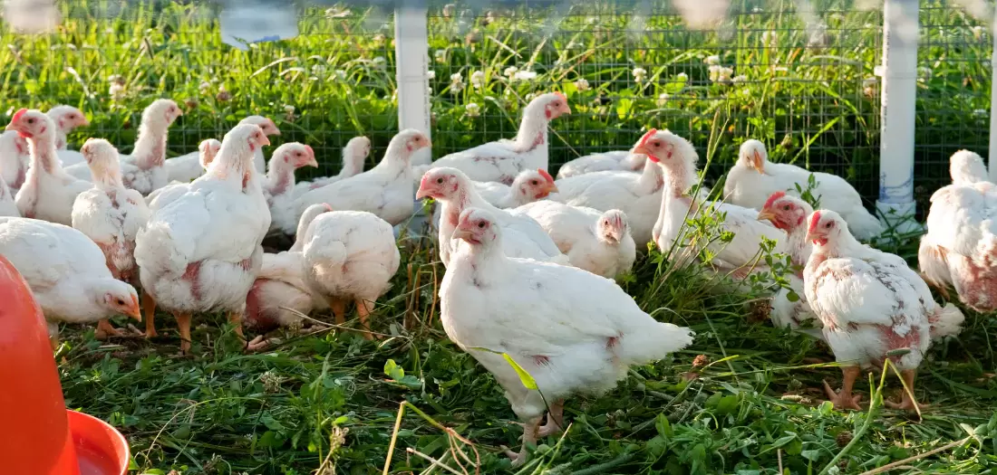 Pasture-Raised Heirloom Halal Chicken