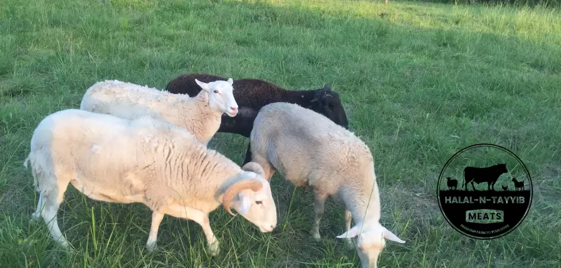 Pasture-Raised Sheep & Goats